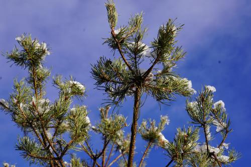 evertis-ambiance-hivernale-vegetation