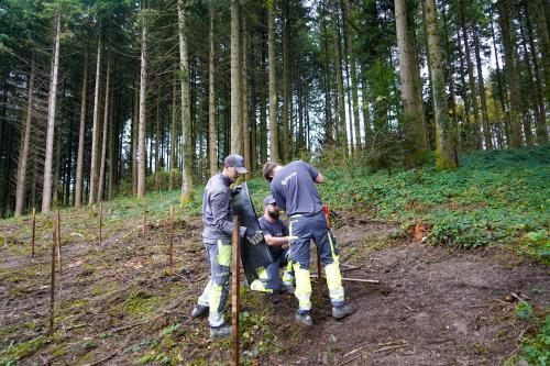 evertis plantation almighty tree