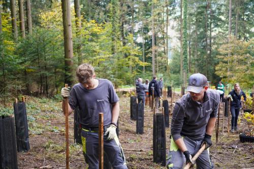 Evertis plantation almighty tree