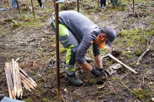 evertis plantation 2024