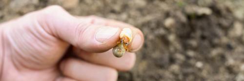 evertis_larves_hannetons