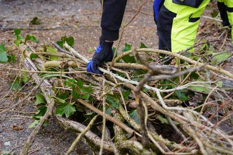 Entretien et taille hivernale