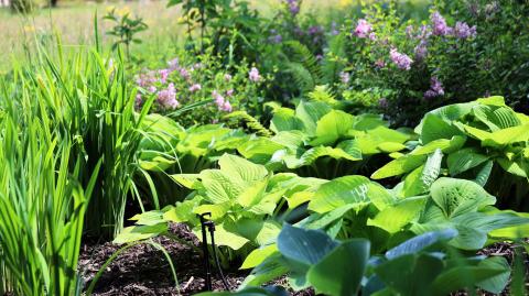Evertis - paysagiste - jardin - arrosage automatique