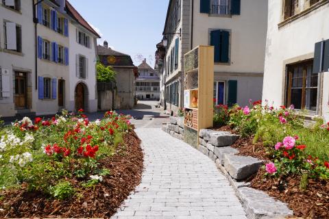 evertis_paysagiste_festival_rose_estavayer