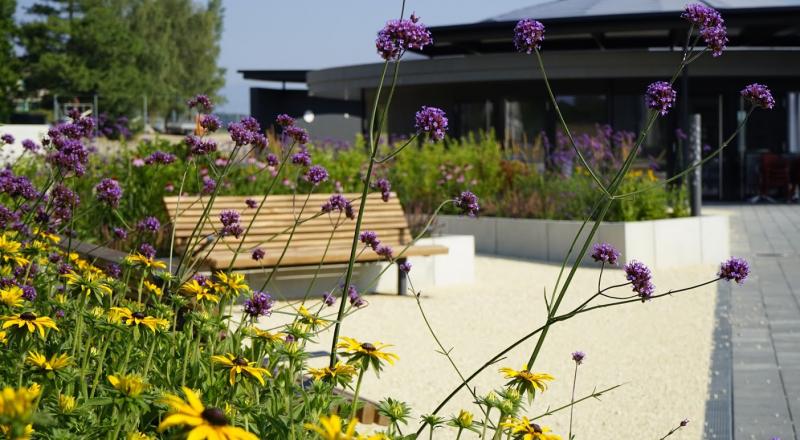 Zone sportive - plantations