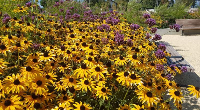 Zone sportive - plantations