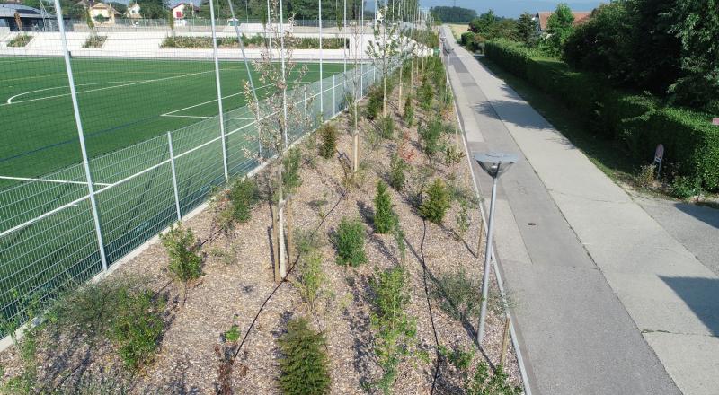 Zone sportive - plantations