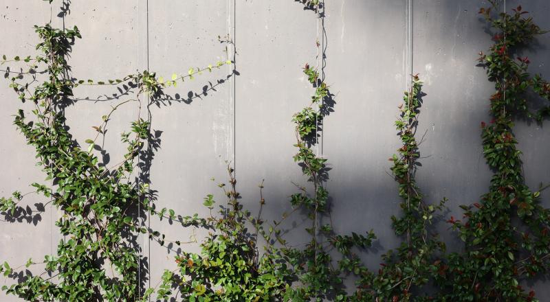 mur arborisé