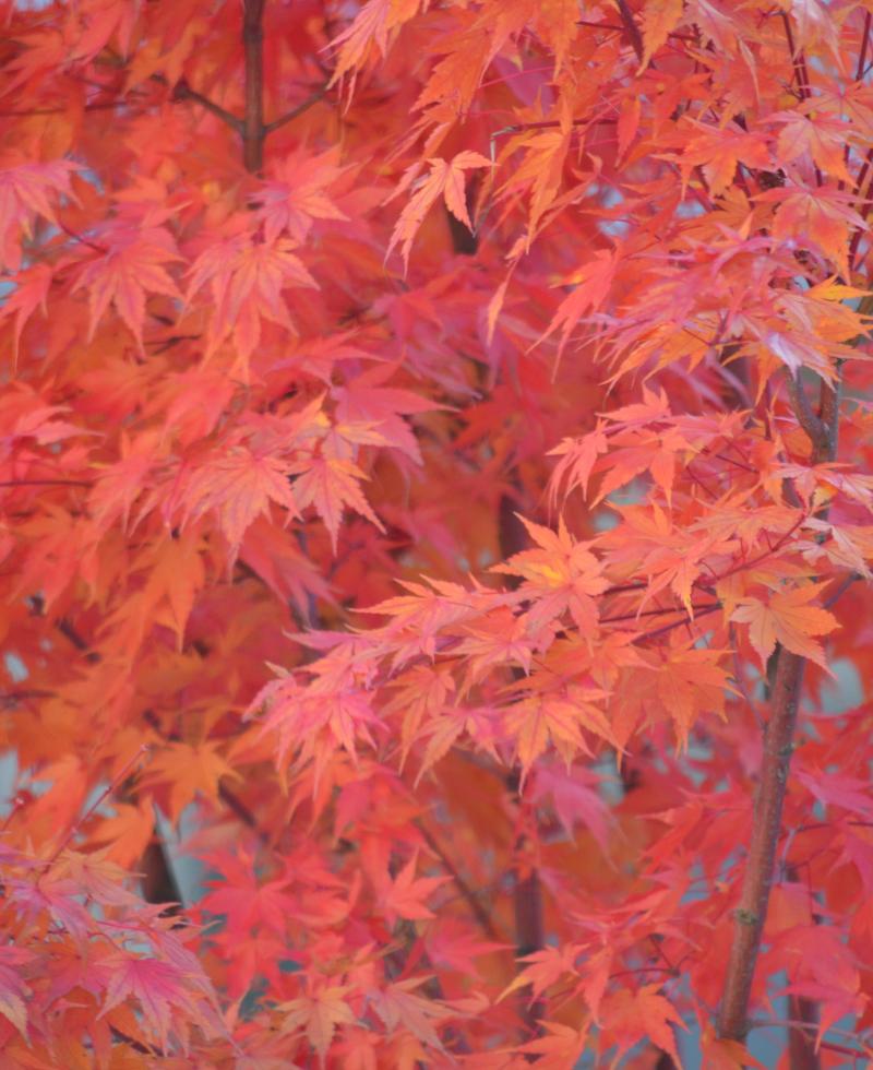 LZ&A Architectes EPF-SIA SA