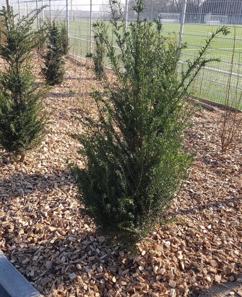 Zone sportive - plantations