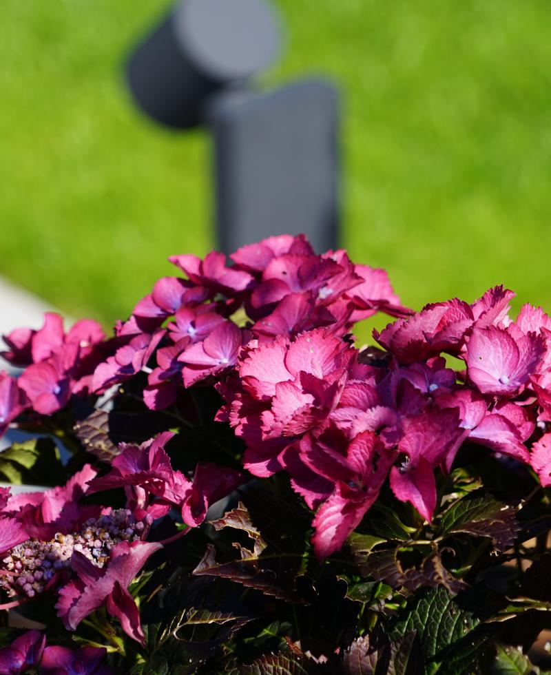 Floraison d'une plante